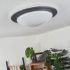 Wil Plafondlamp LED Antraciet, Wit, 1-licht