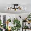 Chehalis Plafondlamp - Glas 12 cm, 15 cm Goud, Zwart, 6-lichts