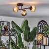 Chehalis Plafondlamp, Kogellampje Amber, Rookkleurig, 3-lichts