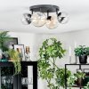 Chehalis Plafondlamp, Kogellampje Amber, Duidelijk, Rookkleurig, 4-lichts