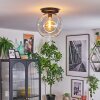 Ripoll Plafondlamp, Kogellampje Duidelijk, 1-licht