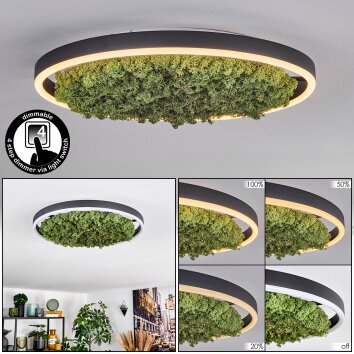 Dorel Plafondlamp LED Groen, Wit, 1-licht