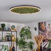 Dorel Plafondlamp LED Groen, Wit, 1-licht