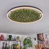 Dorel Plafondlamp LED Groen, Wit, 1-licht