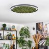 Dorel Plafondlamp LED Groen, Wit, 1-licht