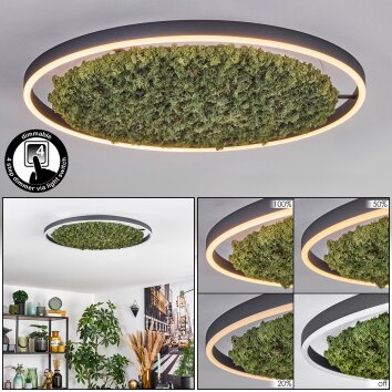 Dorel Plafondlamp LED Groen, Wit, 1-licht